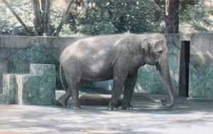 笛田亜希「はな子 運動場」162×260cm/oil on canvas/2014年